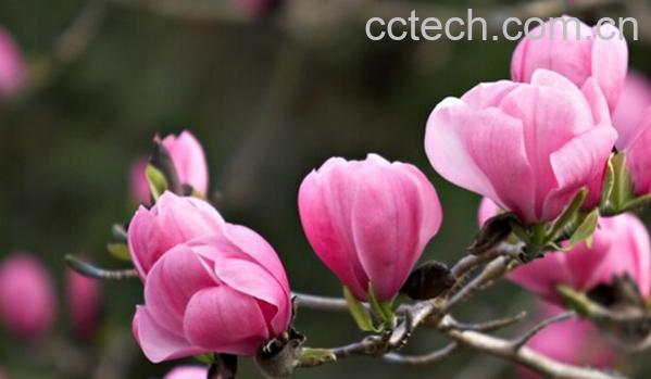 果蔬百科木兰花-0