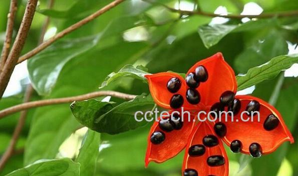 果蔬百科苹婆-0