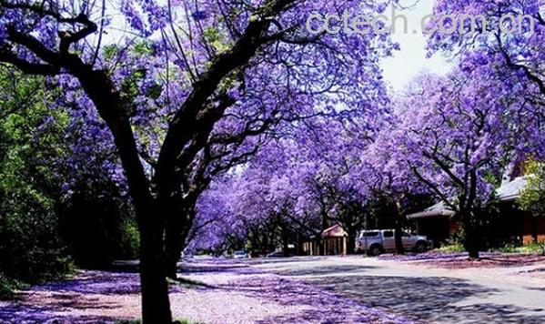 果蔬百科蓝花楹-0