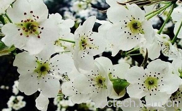 果蔬百科梨花-0