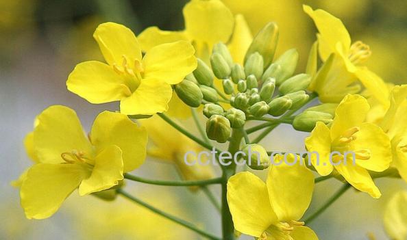 果蔬百科油菜花-0