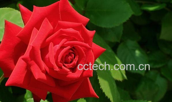 果蔬百科玫瑰-0