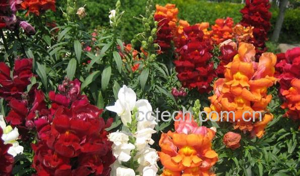 果蔬百科金鱼草-0