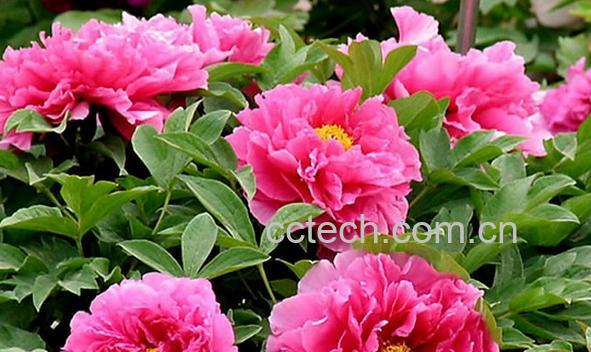 果蔬百科牡丹-0