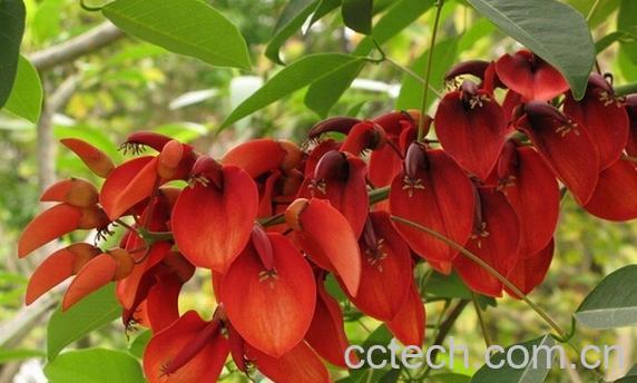 果蔬百科鸡冠刺桐-0