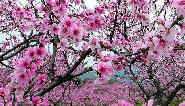 果蔬百科春季花-0