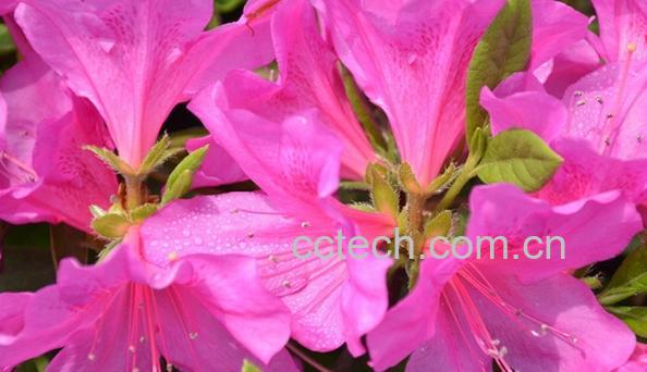 果蔬百科毛鹃-0