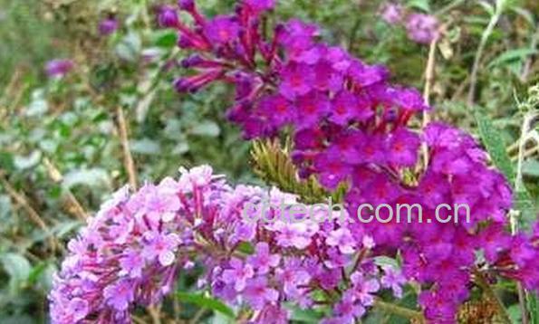 果蔬百科醉鱼草-0