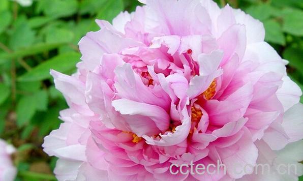 果蔬百科适合室内盆栽花图片-0