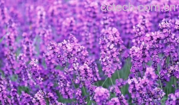 果蔬百科紫色花种类图片和名称-0