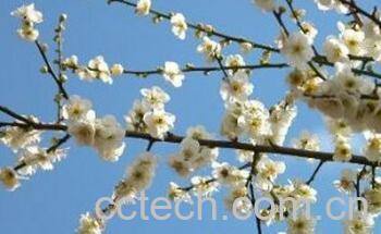 果蔬百科腊梅花-0