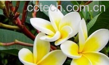 果蔬百科鸡蛋花-0