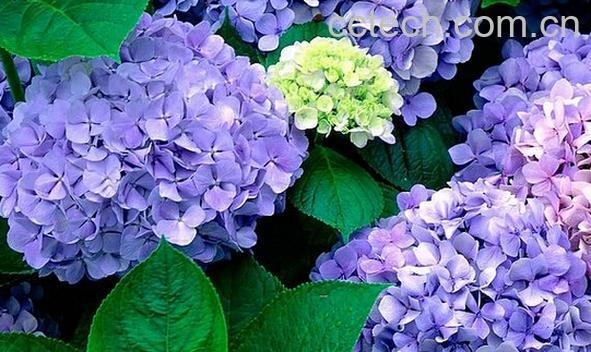 果蔬百科绣球花-0