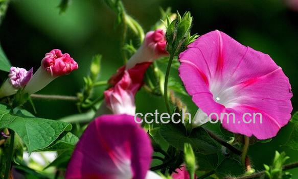 果蔬百科路边野草花-0