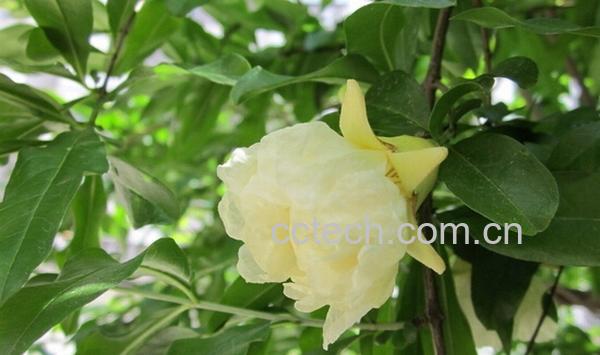 果蔬百科白石榴花-0