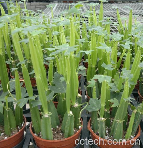 果蔬百科多花野牡丹-0