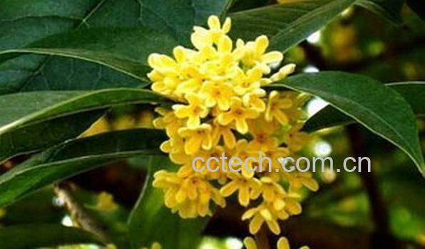 果蔬百科桂花树-0