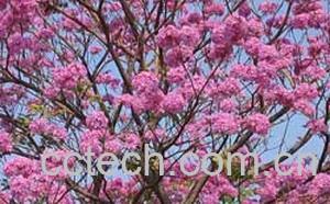 果蔬百科红花风铃木-0