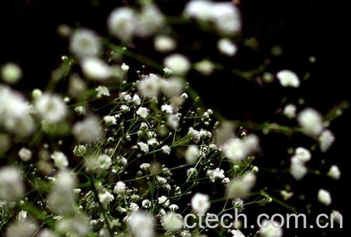 果蔬百科满天星-0