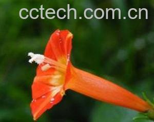 果蔬百科橙红茑萝-0