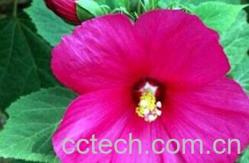 果蔬百科大花芙蓉葵-0