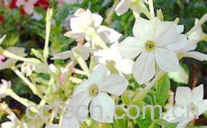 果蔬百科花烟草-0