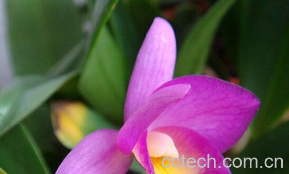 果蔬百科兰花种类名称-0