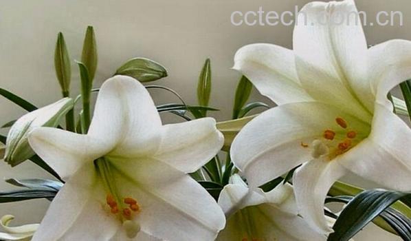 果蔬百科百合花的种类-0