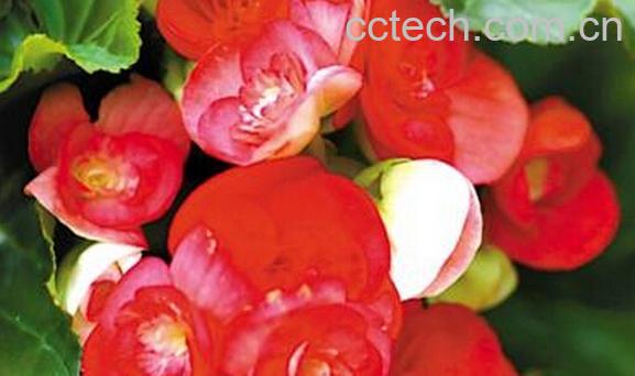 果蔬百科盆栽海棠-0