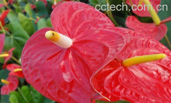 果蔬百科红掌-0