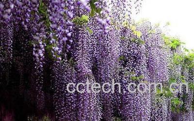 果蔬百科红花锦鸡儿-0