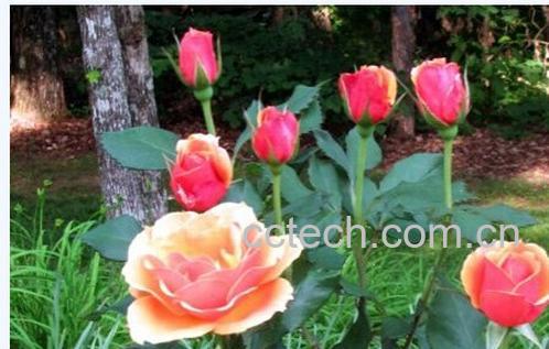 果蔬百科玫瑰花-0