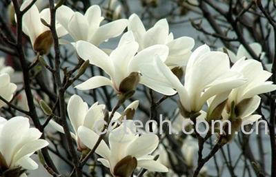 果蔬百科二乔木兰-0