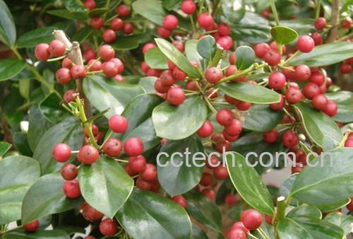 果蔬百科紫金牛-0