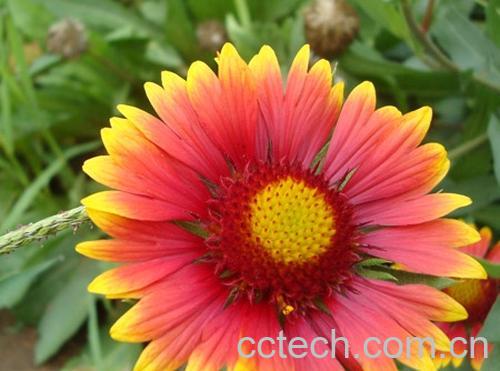 果蔬百科勋章菊-0