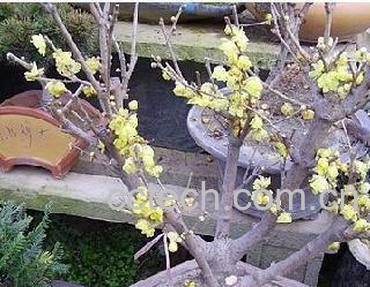 果蔬百科花木蓝-0