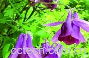 果蔬百科华北耧斗菜-0