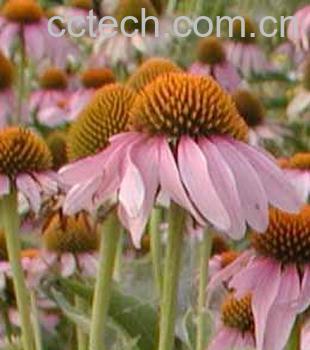 果蔬百科松果菊-0