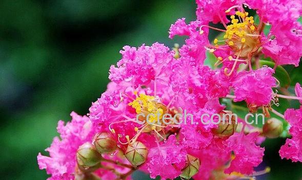 果蔬百科紫微花可以泡水喝吗-0