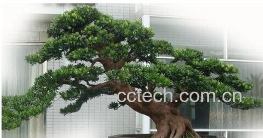 果蔬百科罗汉松-0