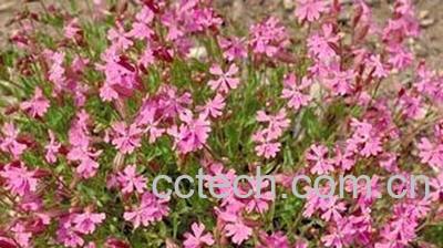 果蔬百科矮雪轮-0