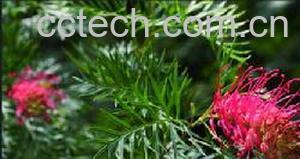 果蔬百科红花银桦-0