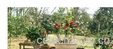 果蔬百科山茶花-0