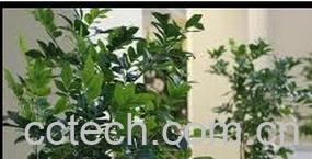 果蔬百科九里香-0