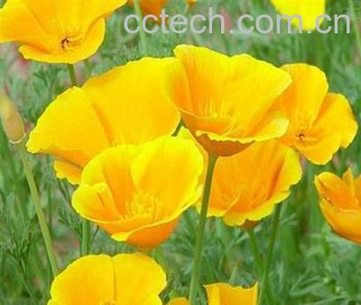 果蔬百科花菱草-0