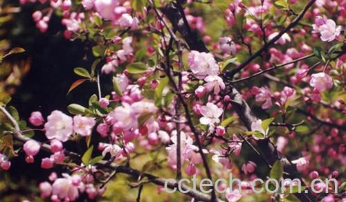 果蔬百科湖北海棠-0