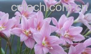 果蔬百科韭莲-0