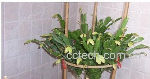 果蔬百科蟹爪兰-0