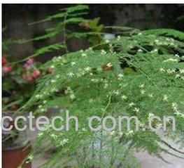 果蔬百科文竹-0