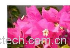 果蔬百科三角梅-0